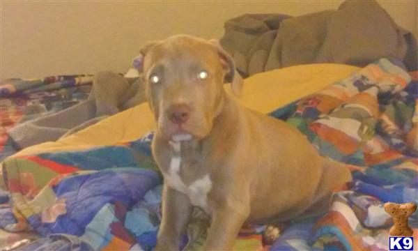 american pit bull puppy posted by shaggy lynnelle